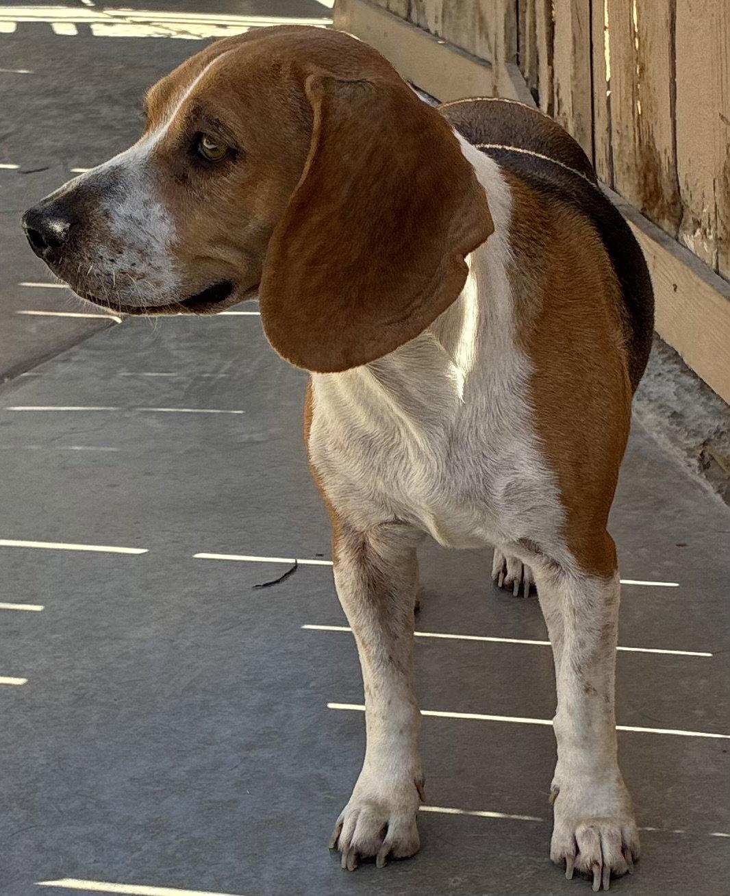 Enlarge Rosie-ADOPTED 8/19/26, a Adopted Beagle in Apple Valley, CA image 2/3