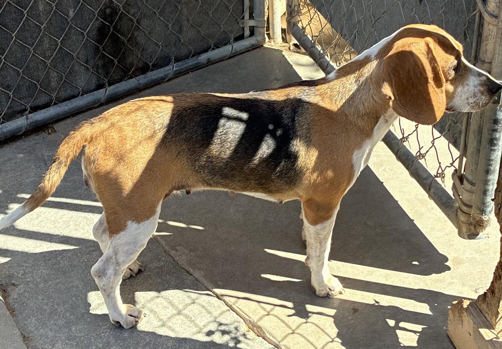 Enlarge Rosie-ADOPTED 8/19/26, a Adopted Beagle in Apple Valley, CA image 3/3