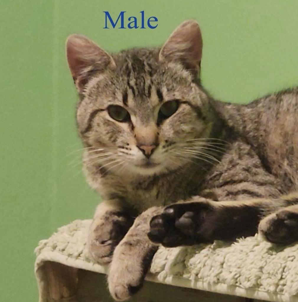 Enlarge Sydney, a Adoptable mixed breed in Ontario, OR image 1/1