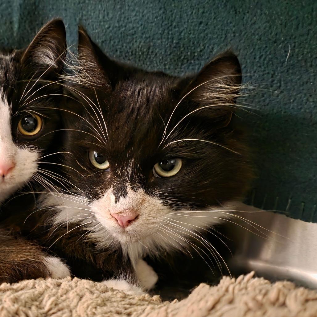 Eleanor, Adoptable, Adult Female Domestic Medium Hair.