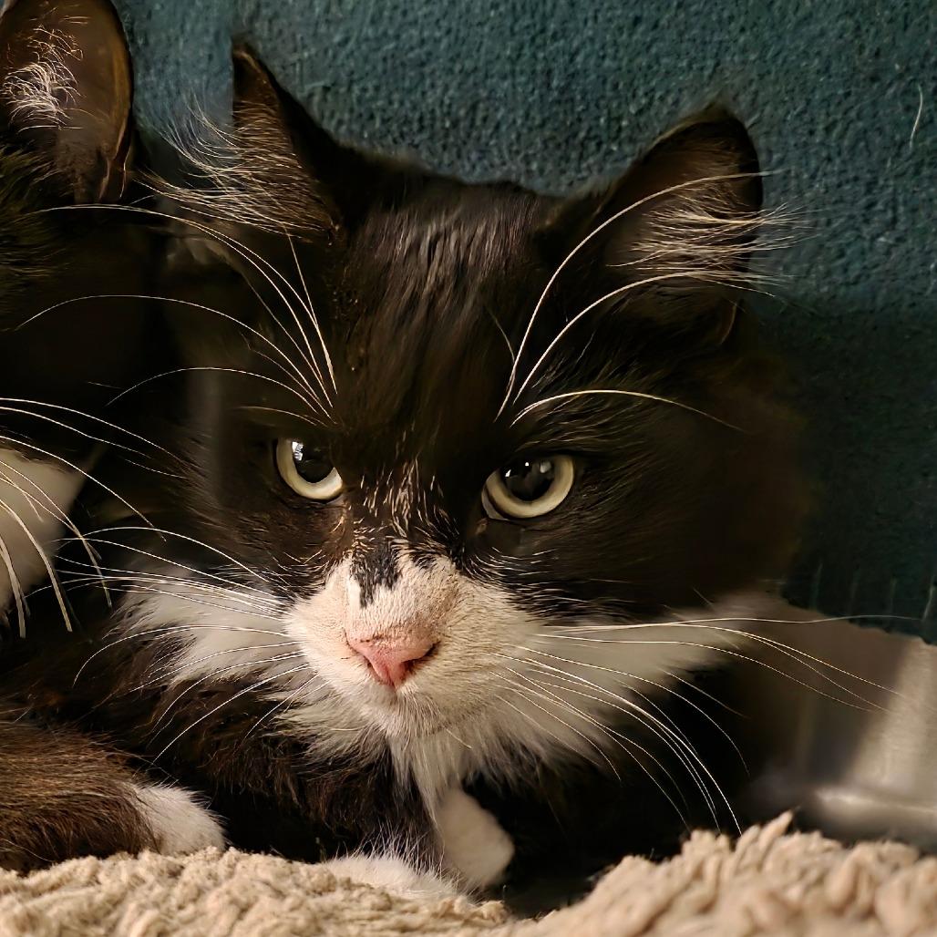 Enlarge Eleanor, a Adoptable Domestic Medium Hair in Port Townsend, WA image 2/6