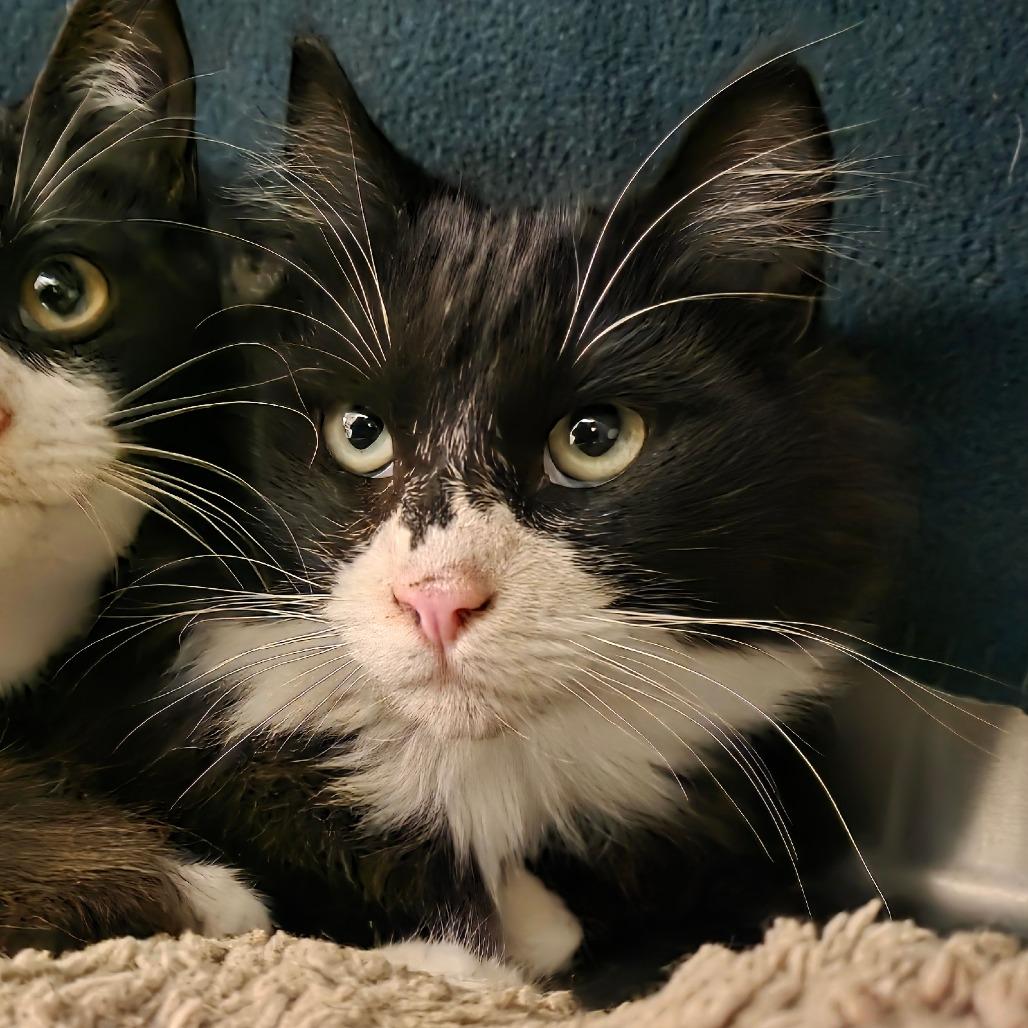 Enlarge Eleanor, a Adoptable Domestic Medium Hair in Port Townsend, WA image 3/6