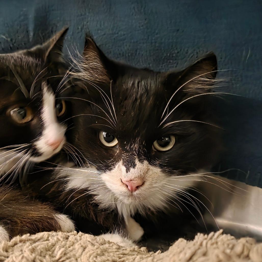 Enlarge Eleanor, a Adoptable Domestic Medium Hair in Port Townsend, WA image 4/6