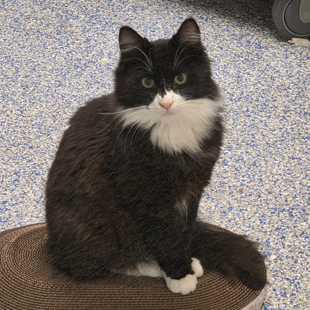 Eleanor, a Adoptable Domestic Medium Hair in Port Townsend, WA image 1/2
