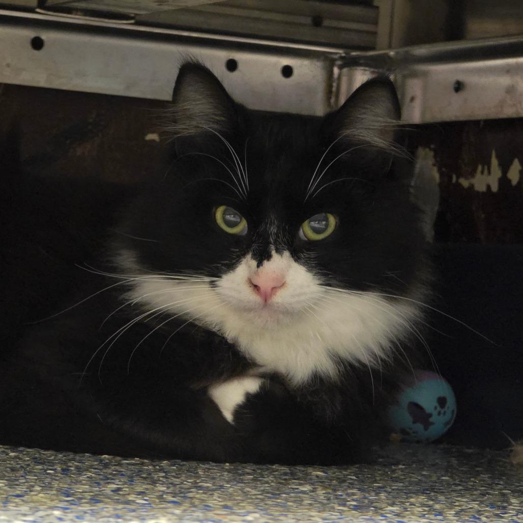 Eleanor, a Adoptable Domestic Medium Hair in Port Townsend, WA image 2/2