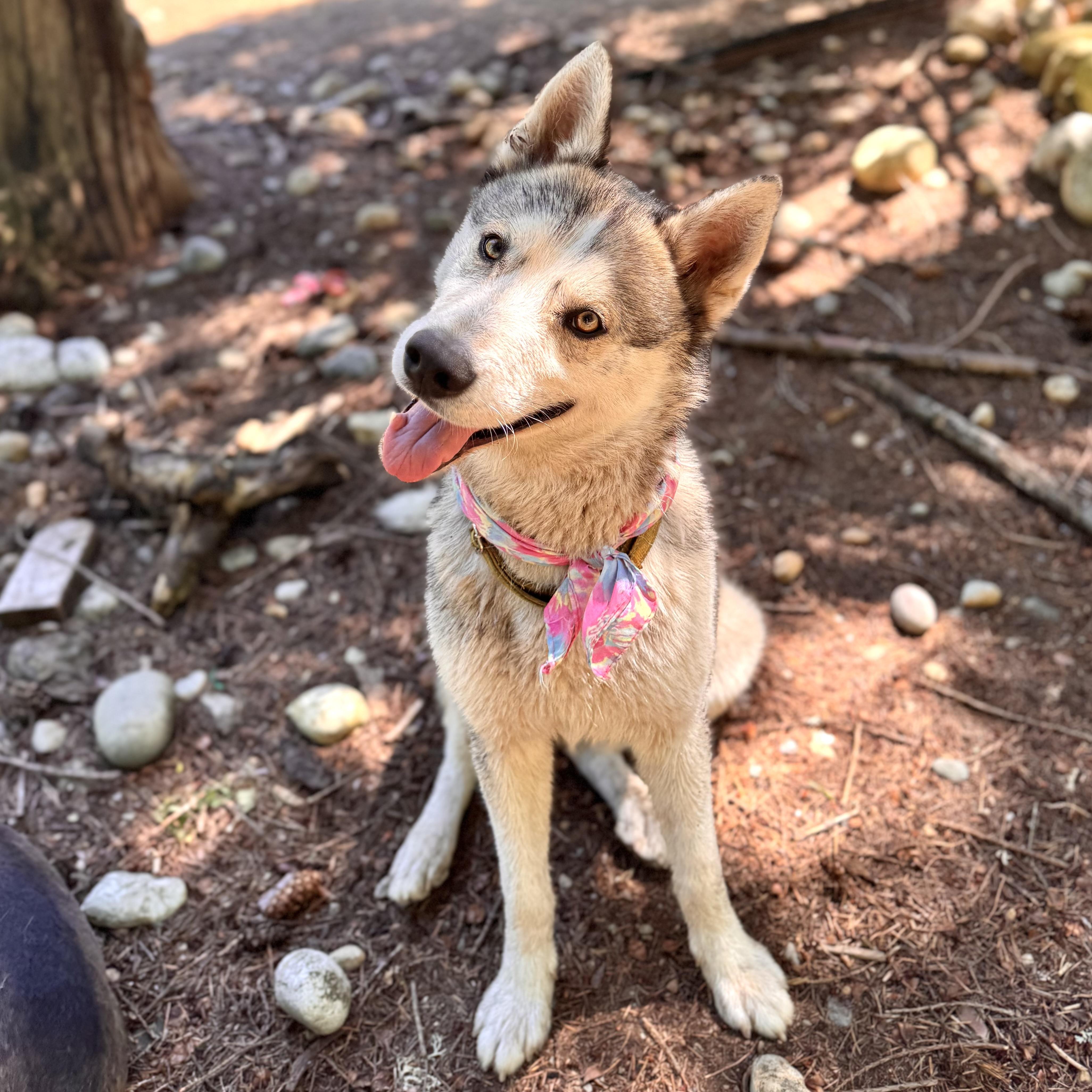 Neiko, Young Male Husky