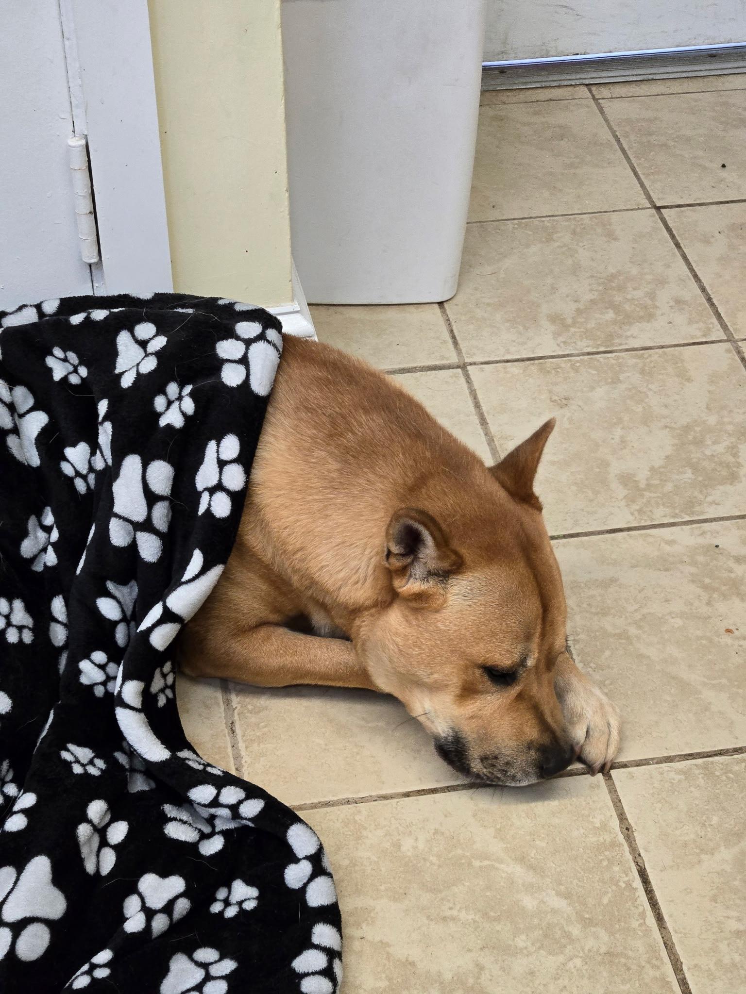 Enlarge Teddy, a Adopted mixed breed in East Haven, CT image 1/2