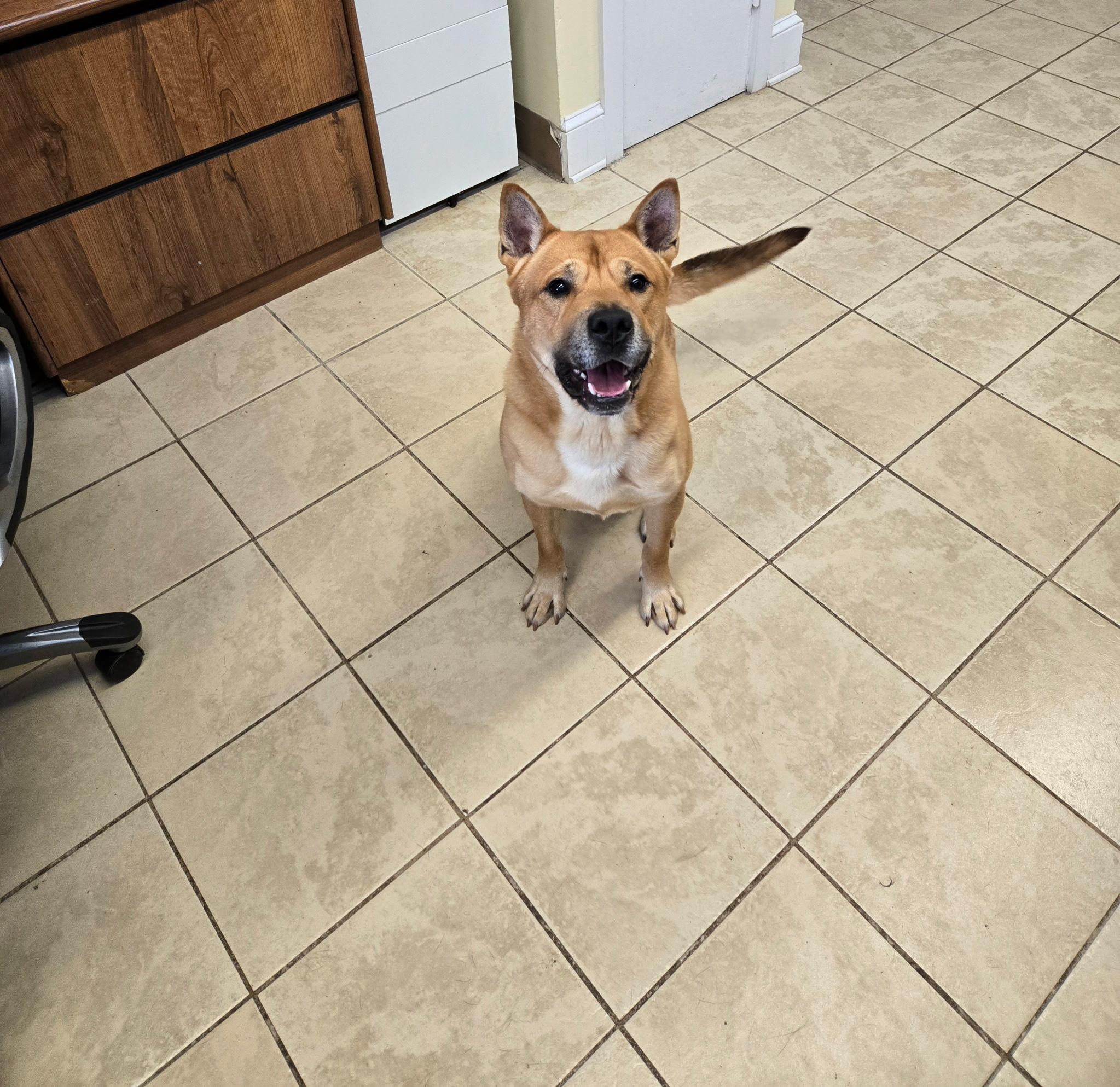 Enlarge Teddy, a Adopted mixed breed in East Haven, CT image 2/2