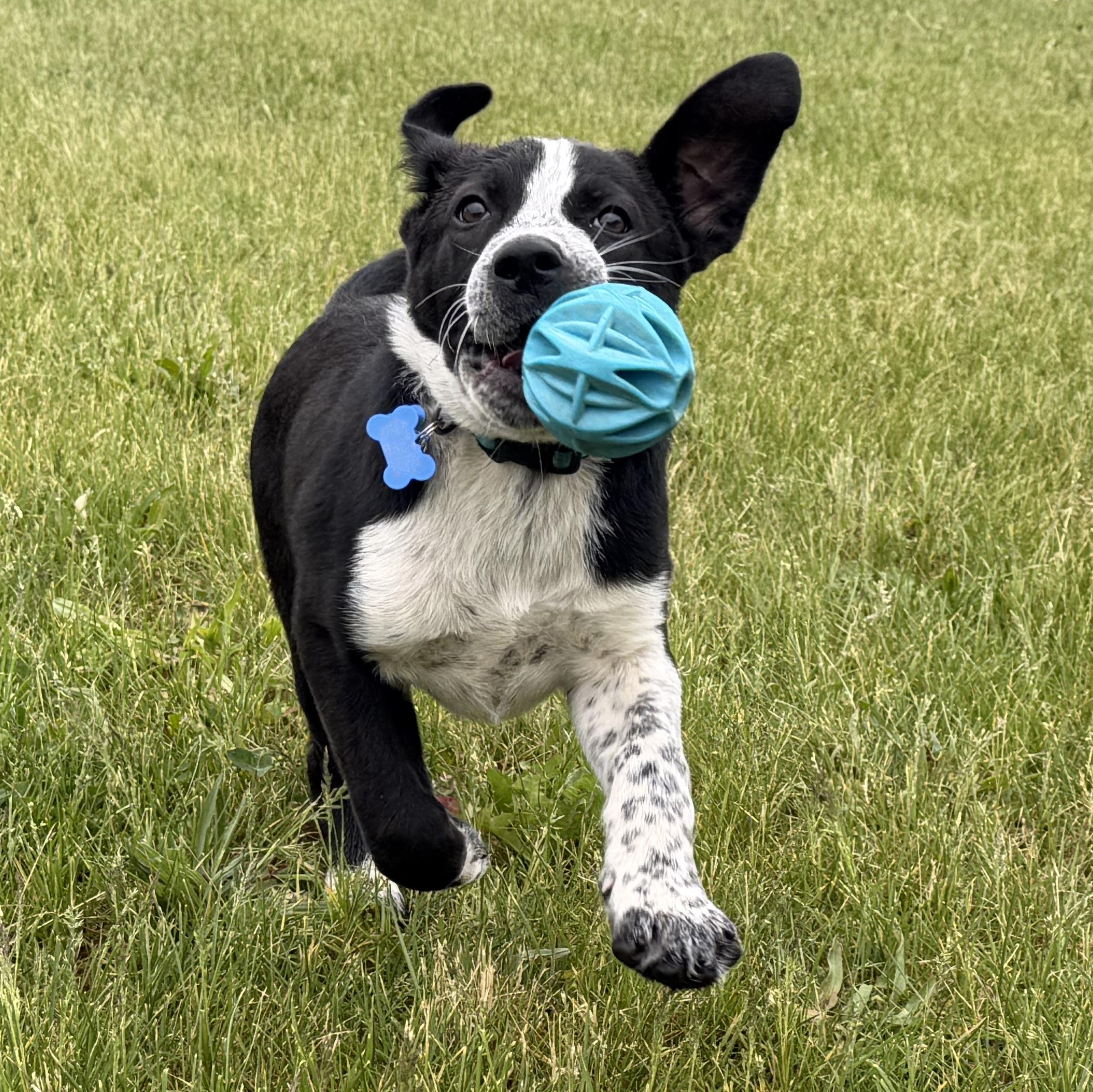 Ace, an adopted mixed breed in Grottoes, VA image 4/6