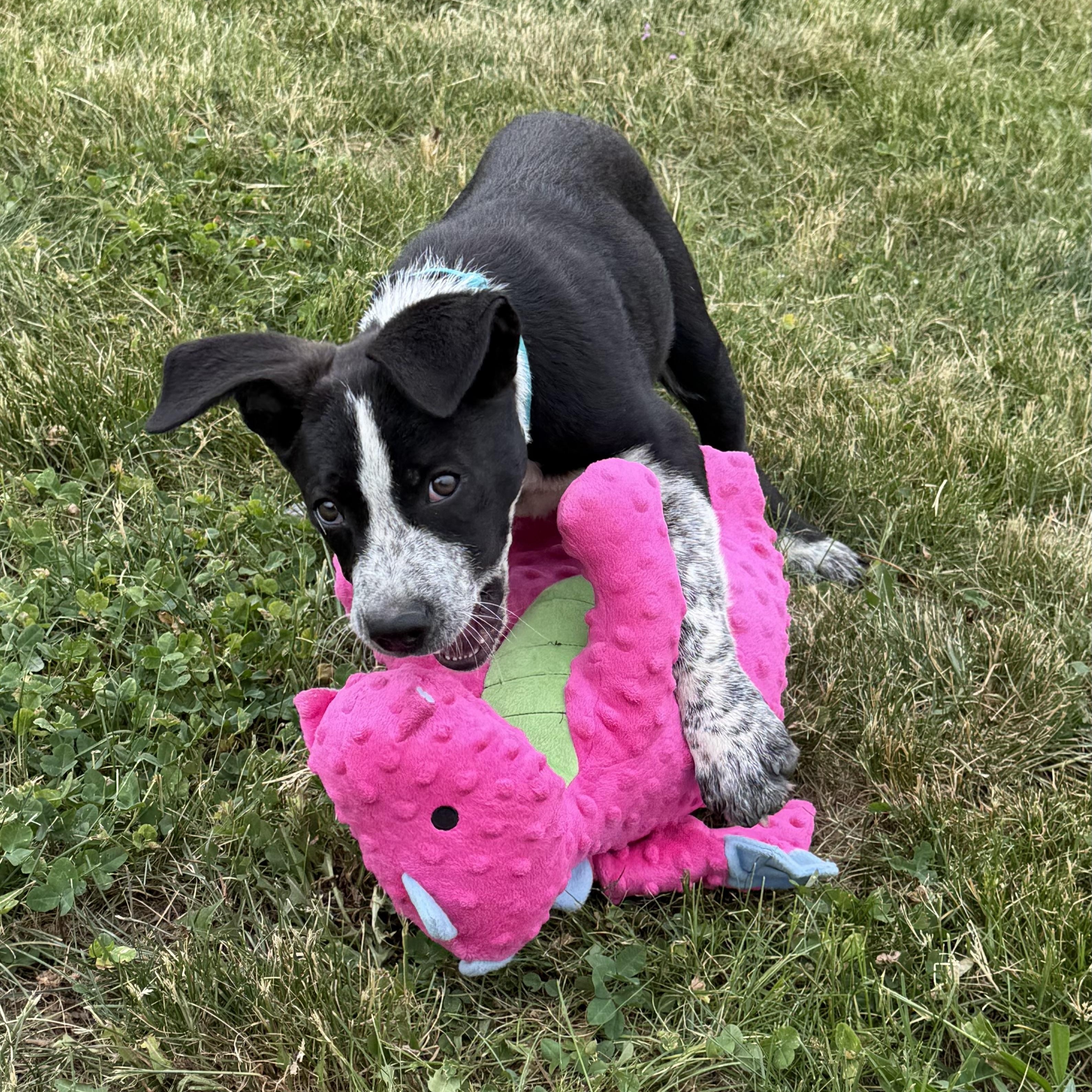 Ace, adopted, Puppy Male Mixed Breed & Border Collie.
