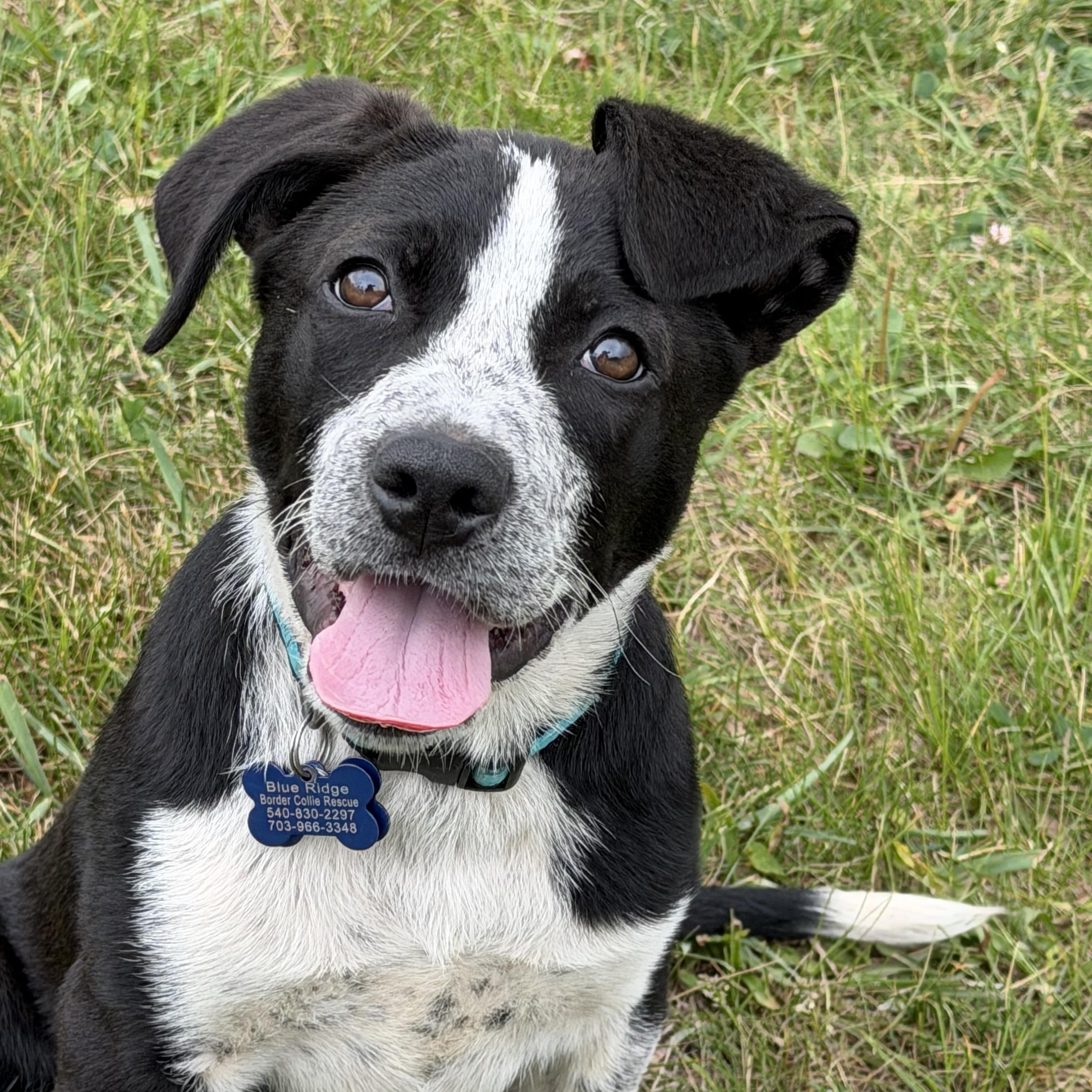 Ace, an adopted mixed breed in Grottoes, VA image 6/6