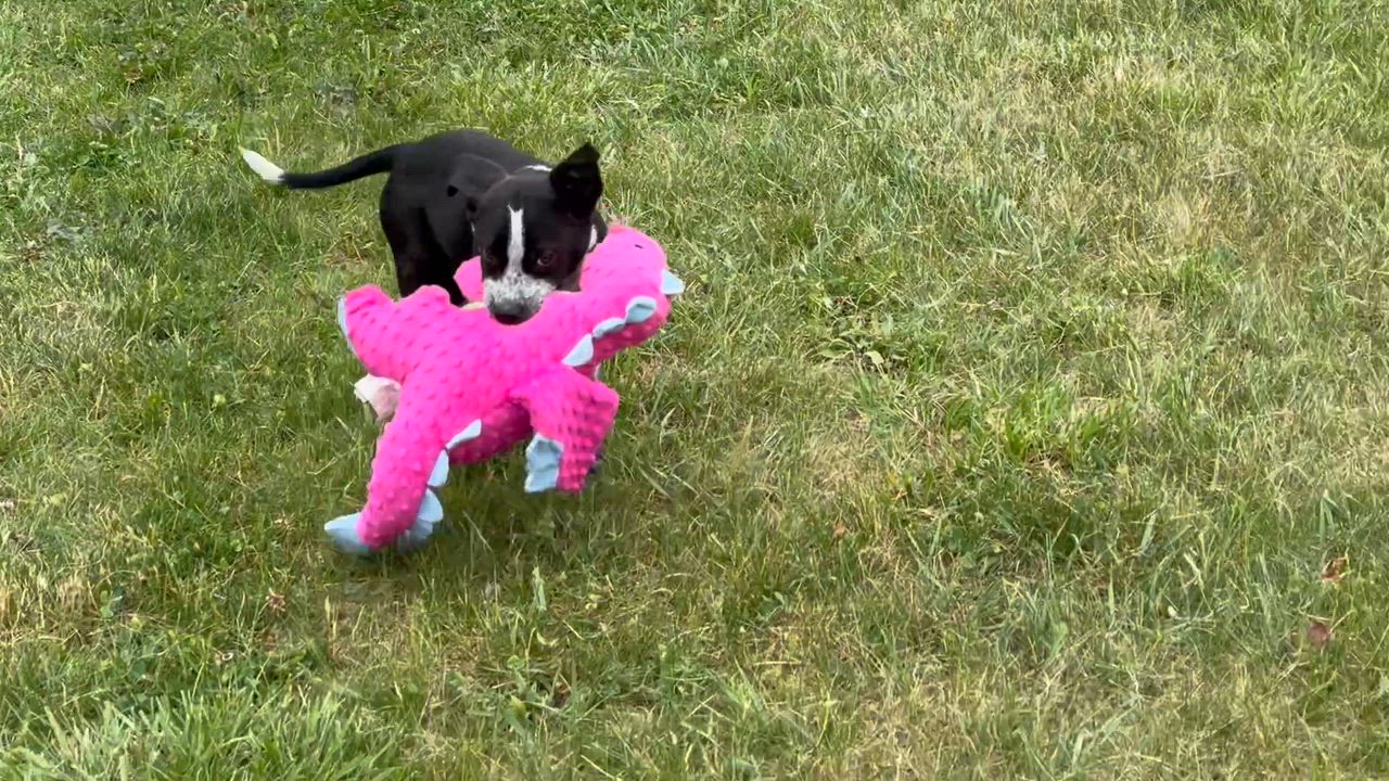Enlarge Ace, an adopted mixed breed in Grottoes, VA video 2/6