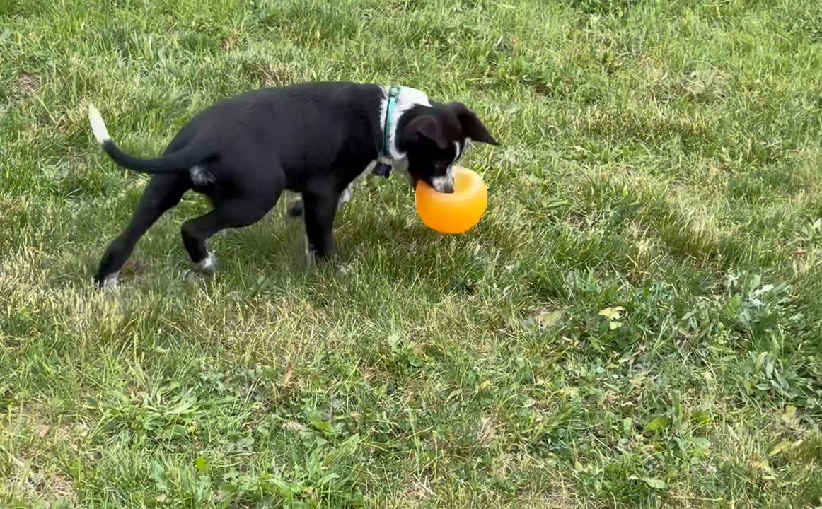 Enlarge Ace, an adopted mixed breed in Grottoes, VA video 3/6