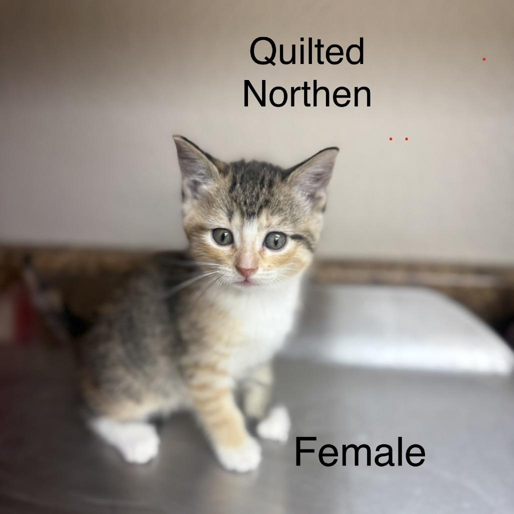 Angel Soft, Adoptable, Kitten Female American Shorthair.