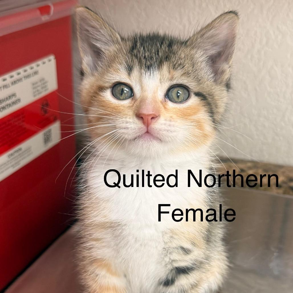 Enlarge Angel Soft, a Adoptable American Shorthair in Collinsville , OK image 4/6