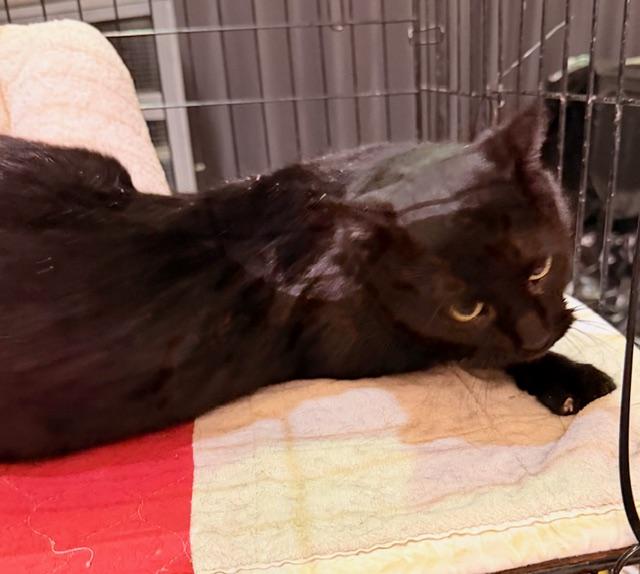 JOSIE, a ADOPTABLE Domestic Short Hair in Lake Ozark, MO image 5/5