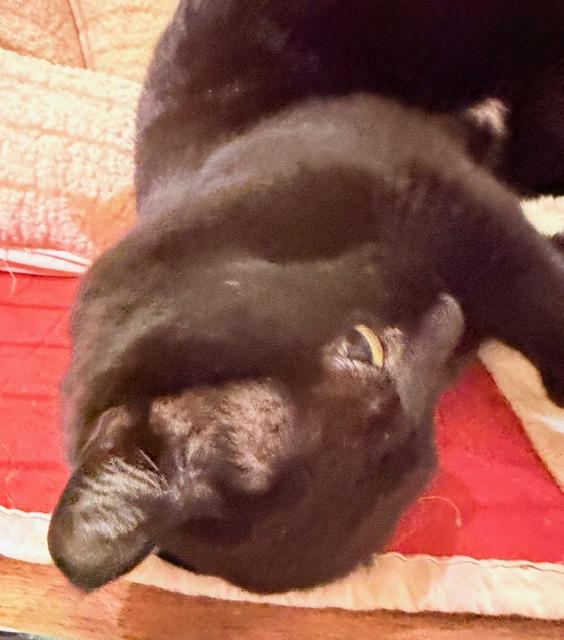 JOSIE, a ADOPTABLE Domestic Short Hair in Lake Ozark, MO image 4/5