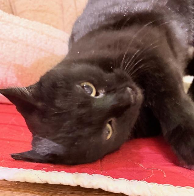 JOSIE, a ADOPTABLE Domestic Short Hair in Lake Ozark, MO image 1/5