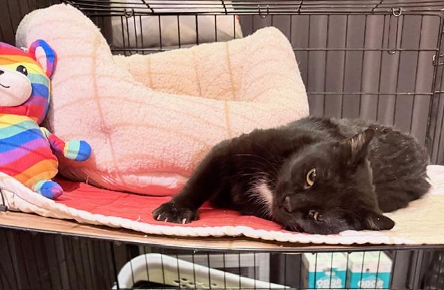 JOSIE, a ADOPTABLE Domestic Short Hair in Lake Ozark, MO image 2/5