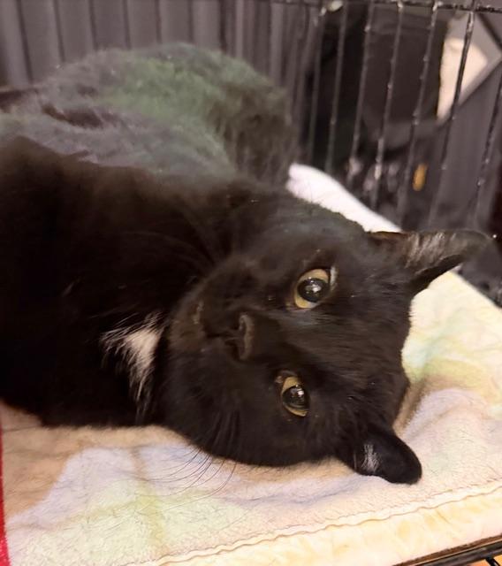 JOSIE, a ADOPTABLE Domestic Short Hair in Lake Ozark, MO image 3/5