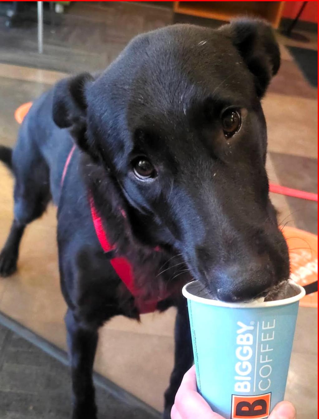 Enlarge Georgie, a Adoptable mixed breed in Paris, KY image 2/5