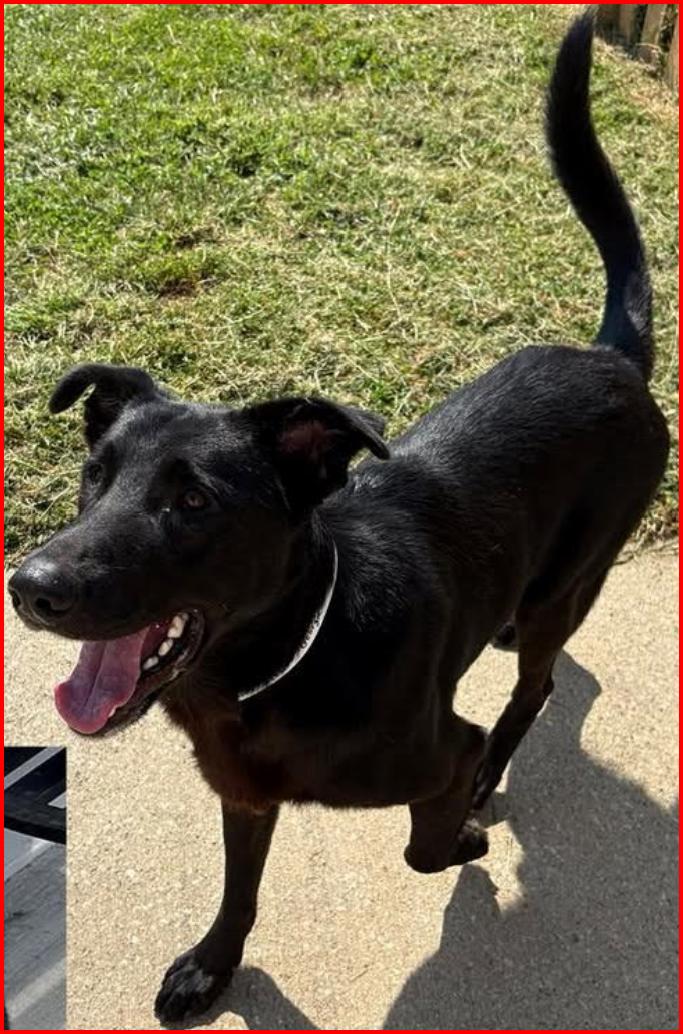 Enlarge Georgie, a Adoptable mixed breed in Paris, KY image 3/5