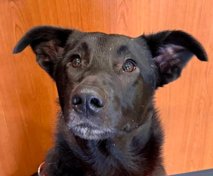 Enlarge Georgie, a Adoptable mixed breed in Paris, KY image 1/5