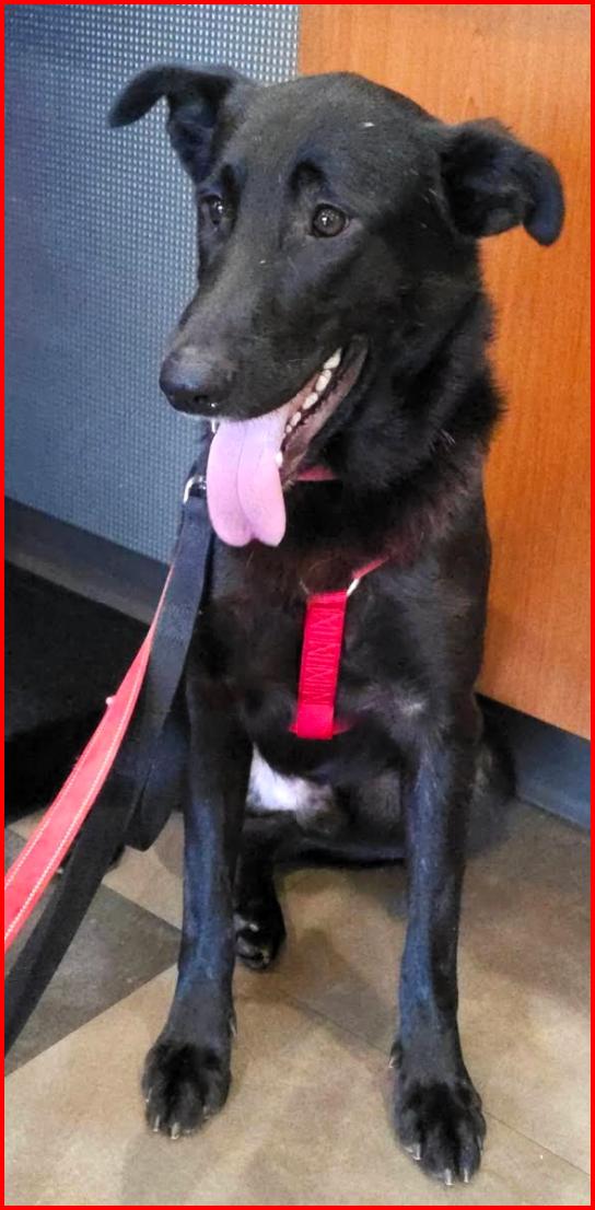 Enlarge Georgie, a Adoptable mixed breed in Paris, KY image 5/5