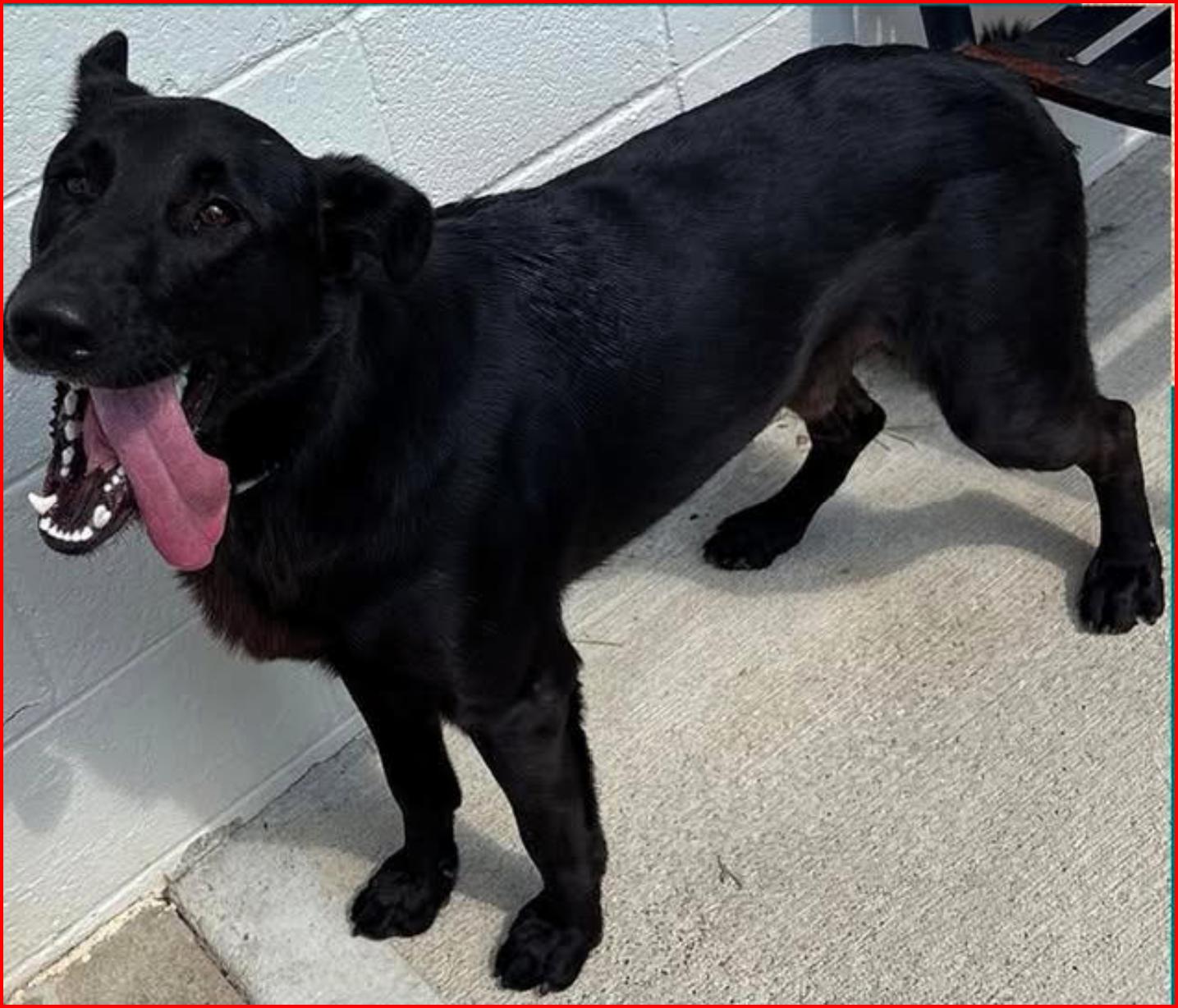 Enlarge Georgie, a Adoptable mixed breed in Paris, KY image 4/5
