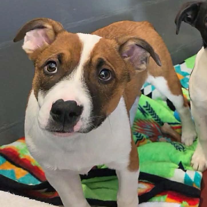 Enlarge Dale, a Adoptable mixed breed in Hutchinson, MN image 1/3