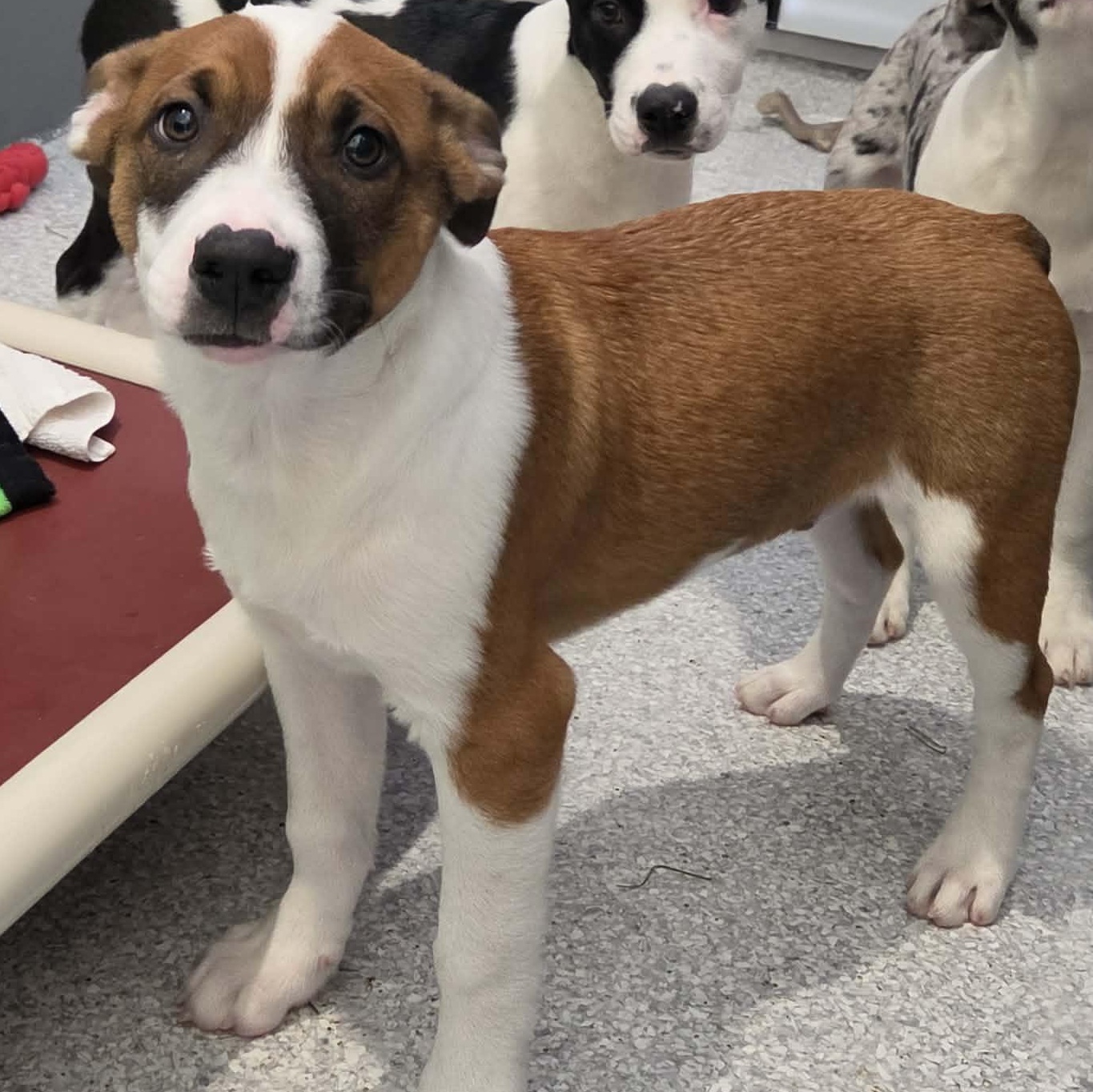 Enlarge Dale, a Adoptable mixed breed in Hutchinson, MN image 2/3