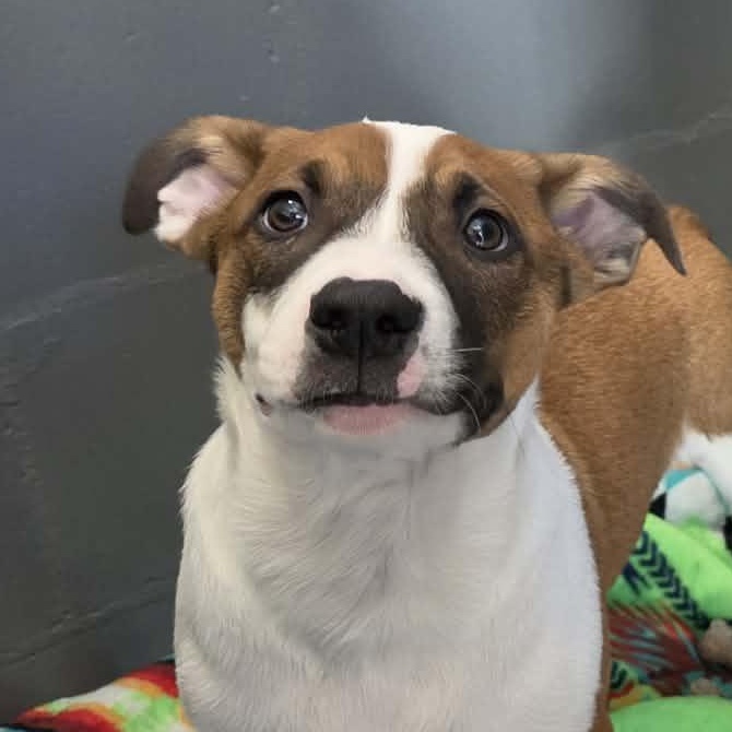 Enlarge Dale, a Adoptable mixed breed in Hutchinson, MN image 3/3