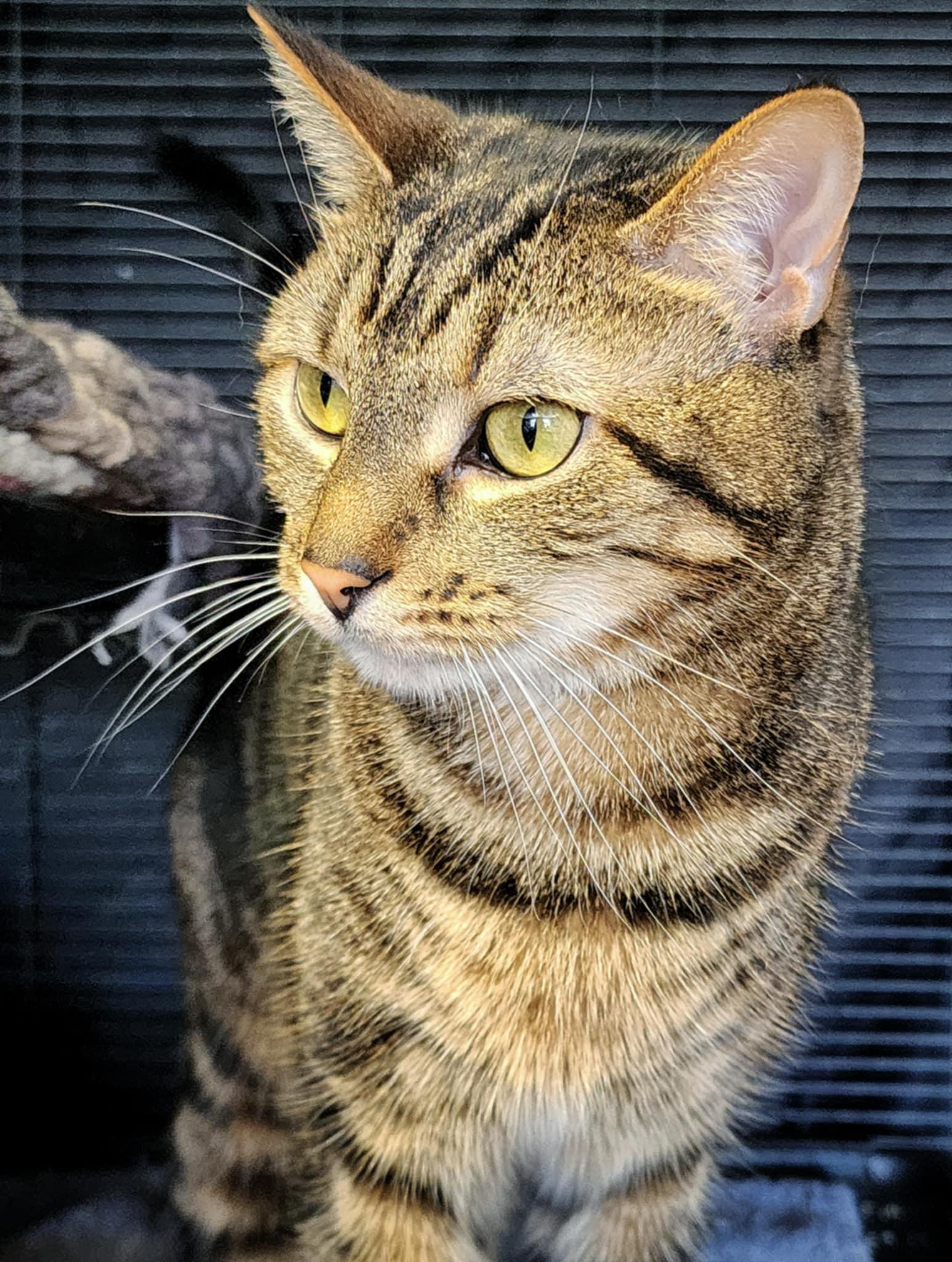 Cuddles, a Adopted Domestic Short Hair in Gettysburg, PA image 2/2