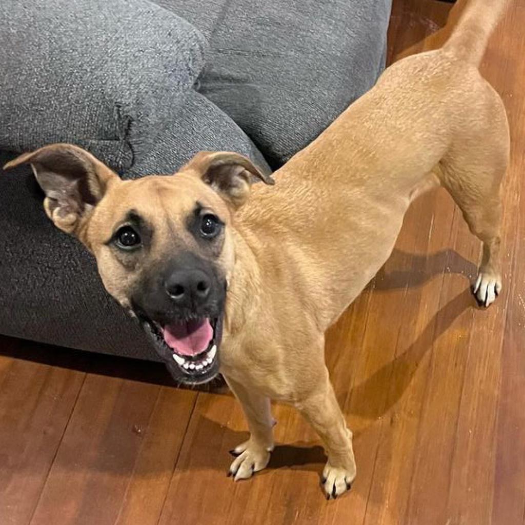 Chloe, a Adoptable mixed breed in Laredo, TX image 1/6