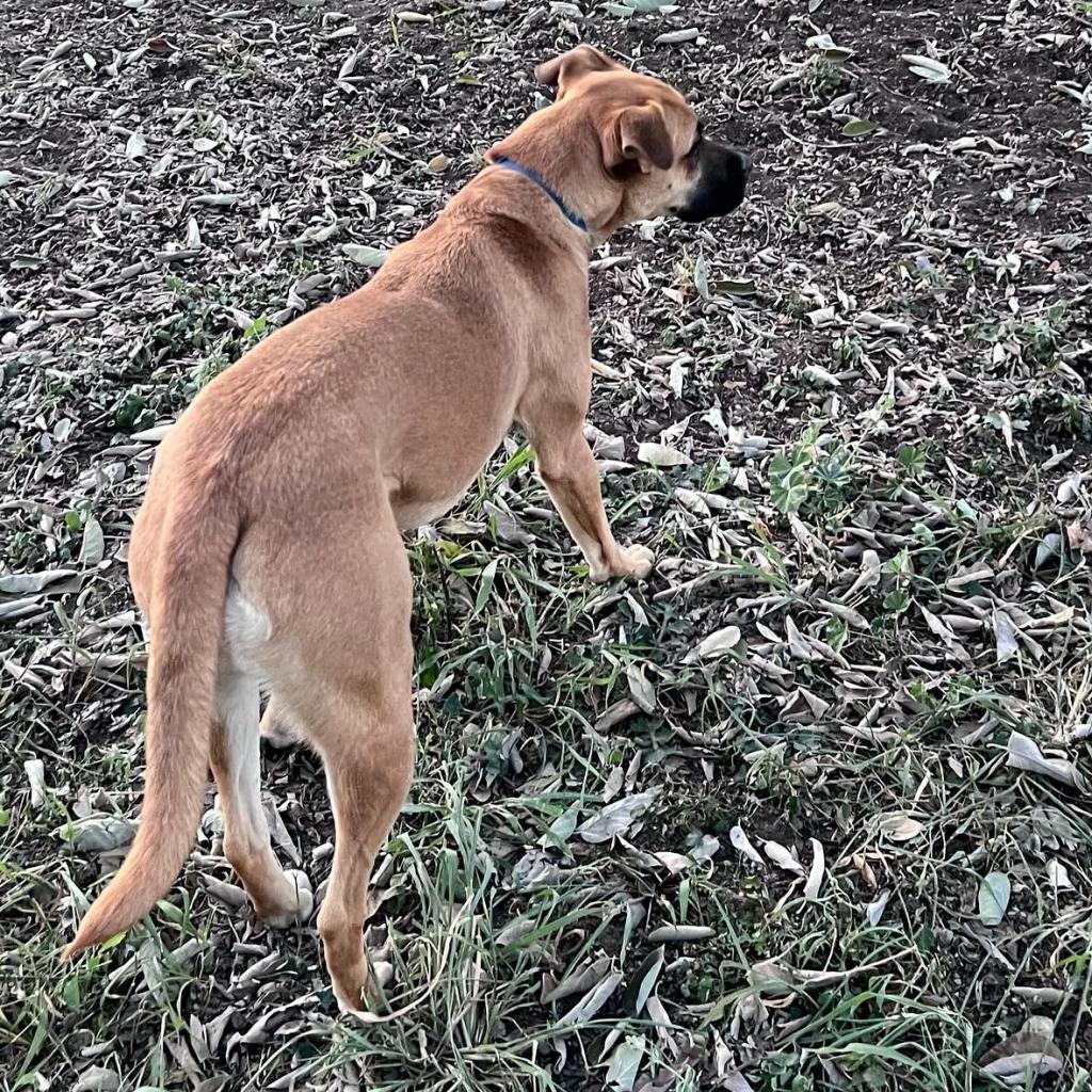 Chloe, a Adoptable mixed breed in Laredo, TX image 1/6