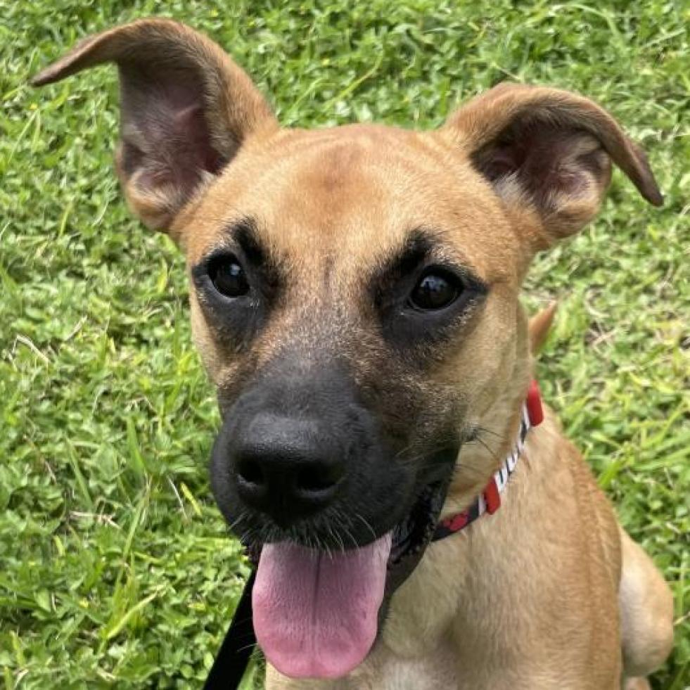 Chloe, a Adoptable mixed breed in Laredo, TX image 2/6