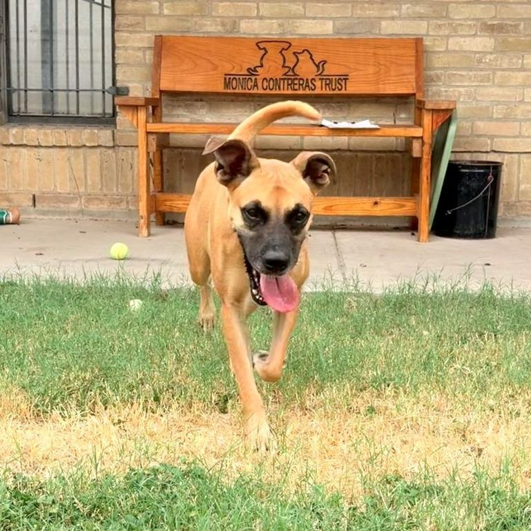 Enlarge Chloe, a Adoptable mixed breed in Laredo, TX image 6/6