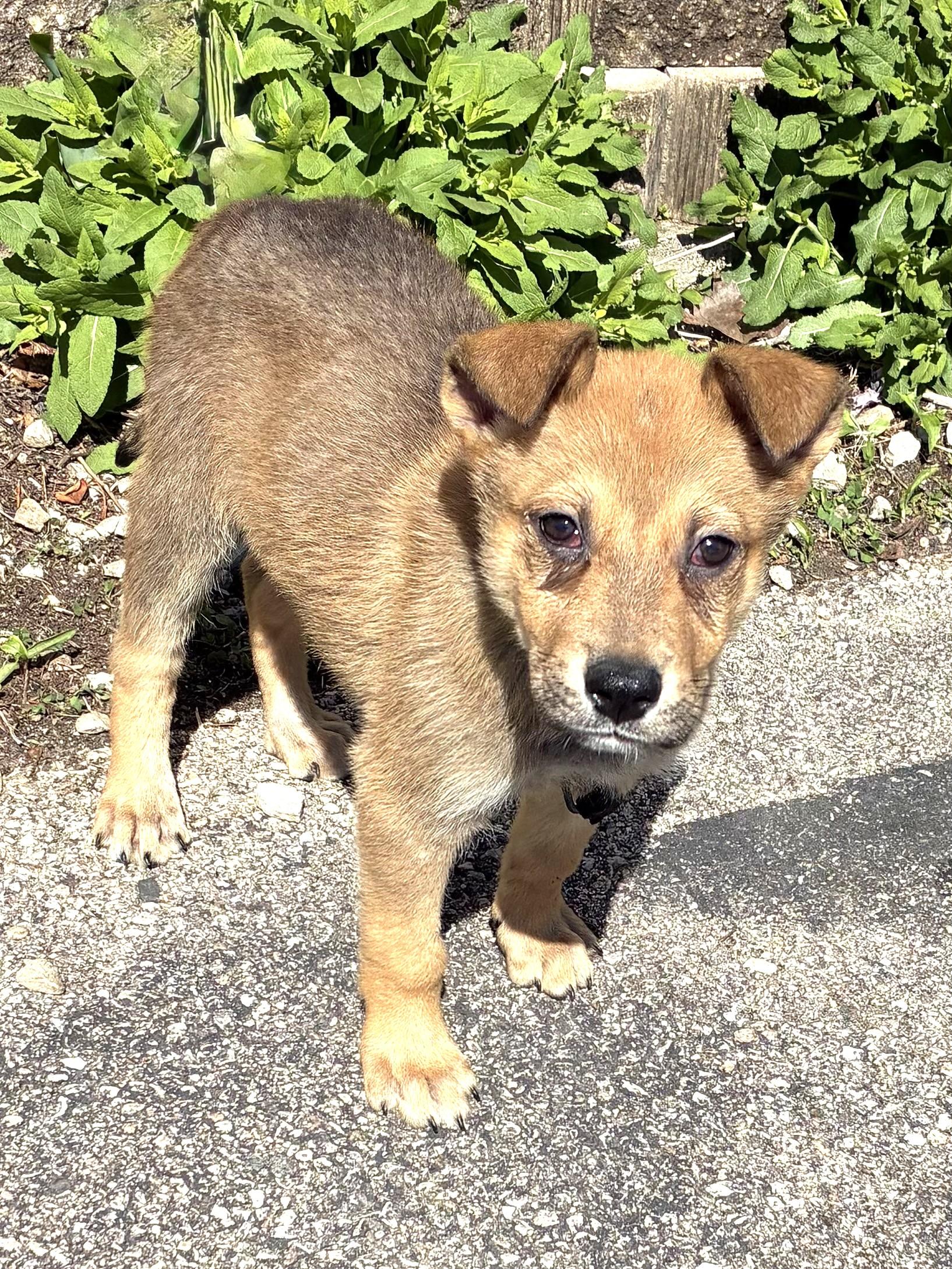 Lenzy, Adoptable, Puppy Male Shepherd.