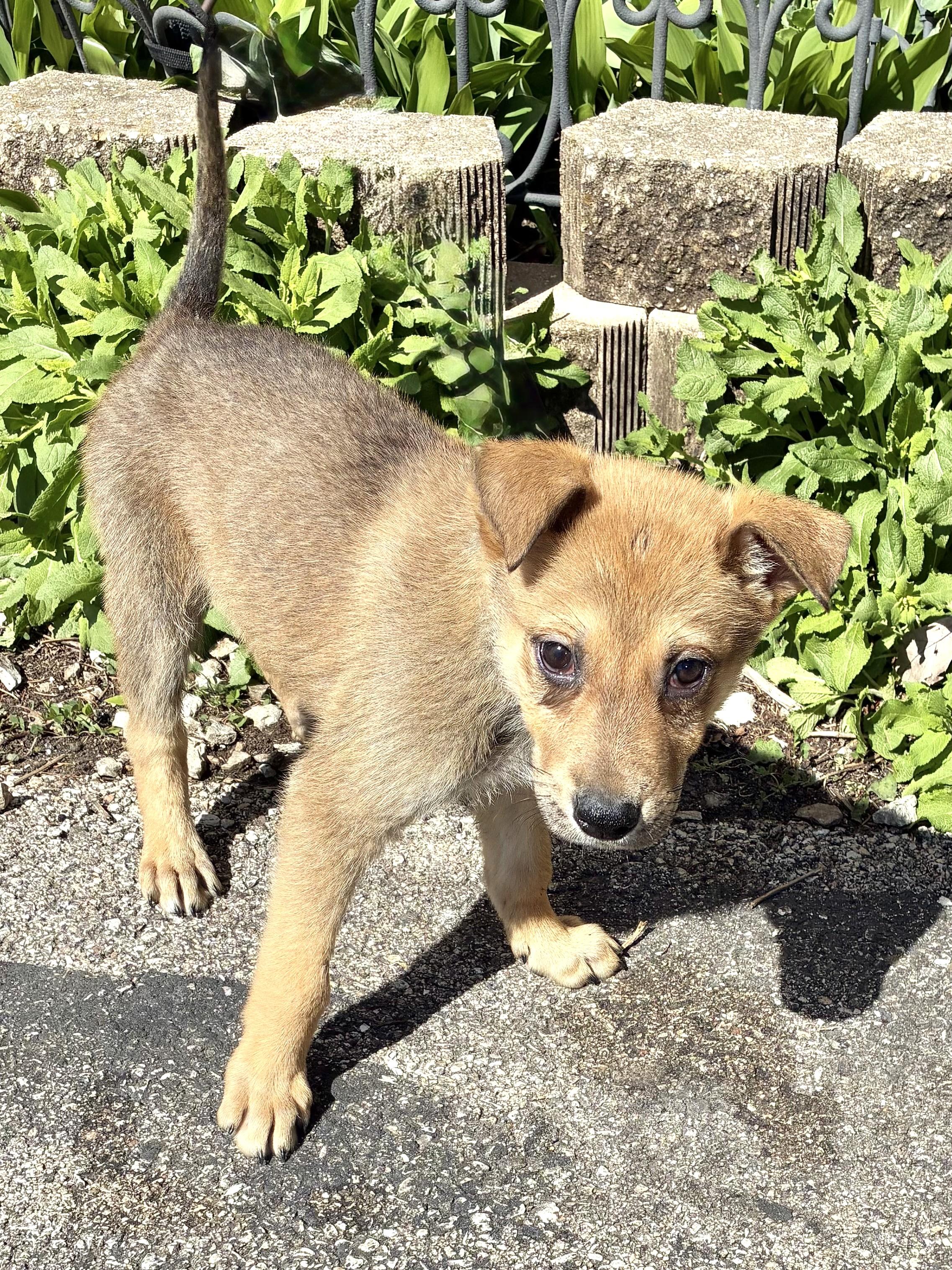 Enlarge Lenzy, a Adoptable mixed breed in West Chicago, IL image 2/3