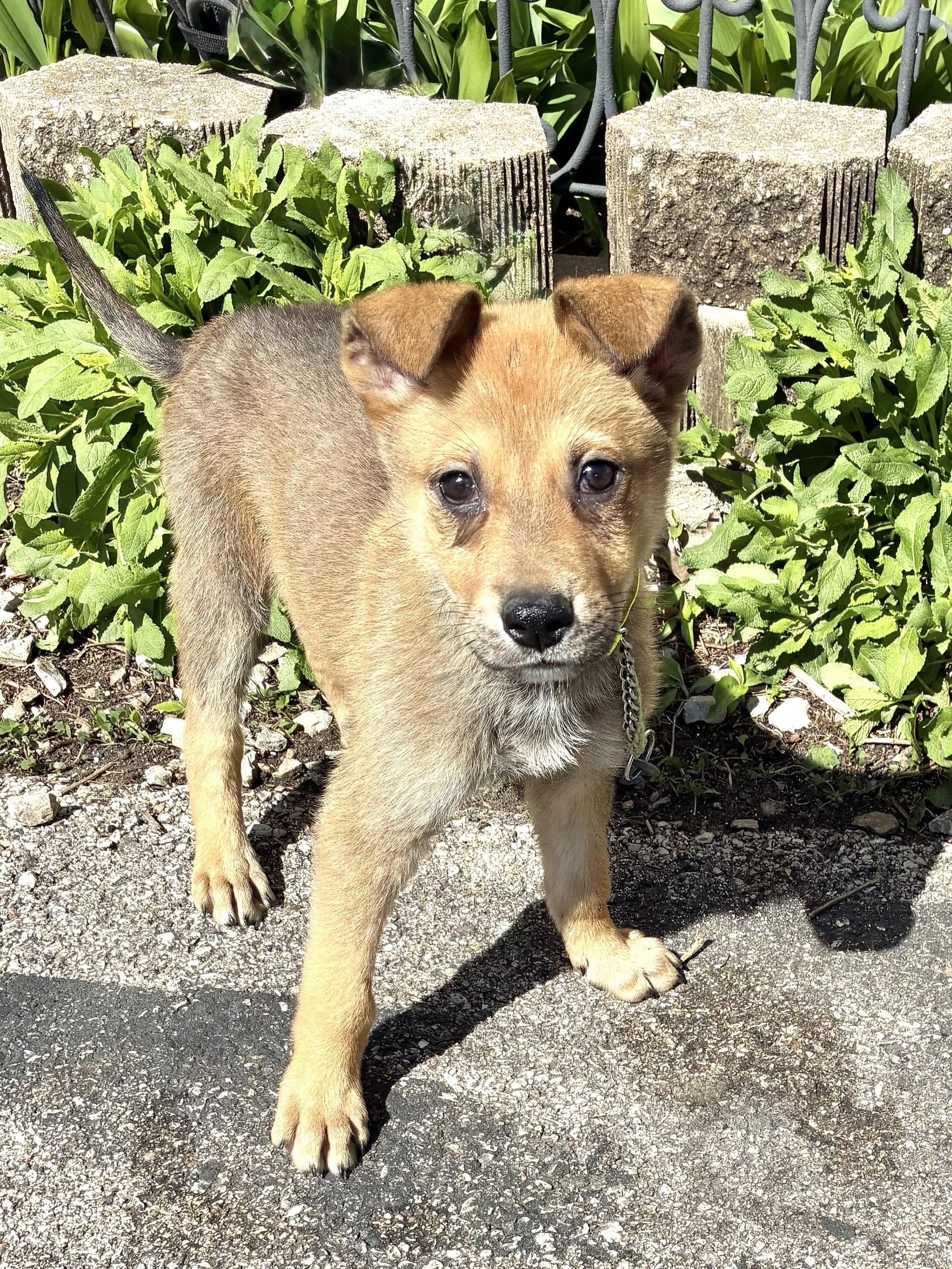 Enlarge Lenzy, a Adoptable mixed breed in West Chicago, IL image 3/3