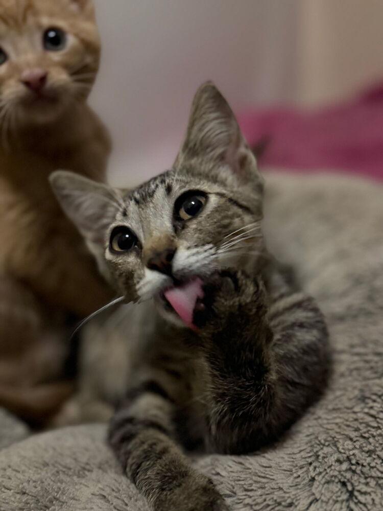 Mischievous Mar, Adoptable, Kitten Female Domestic Short Hair.