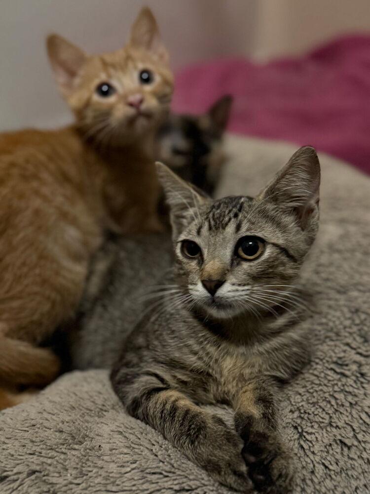 Mischievous Mar, a Adoptable Domestic Short Hair in Randolph, MA image 2/2