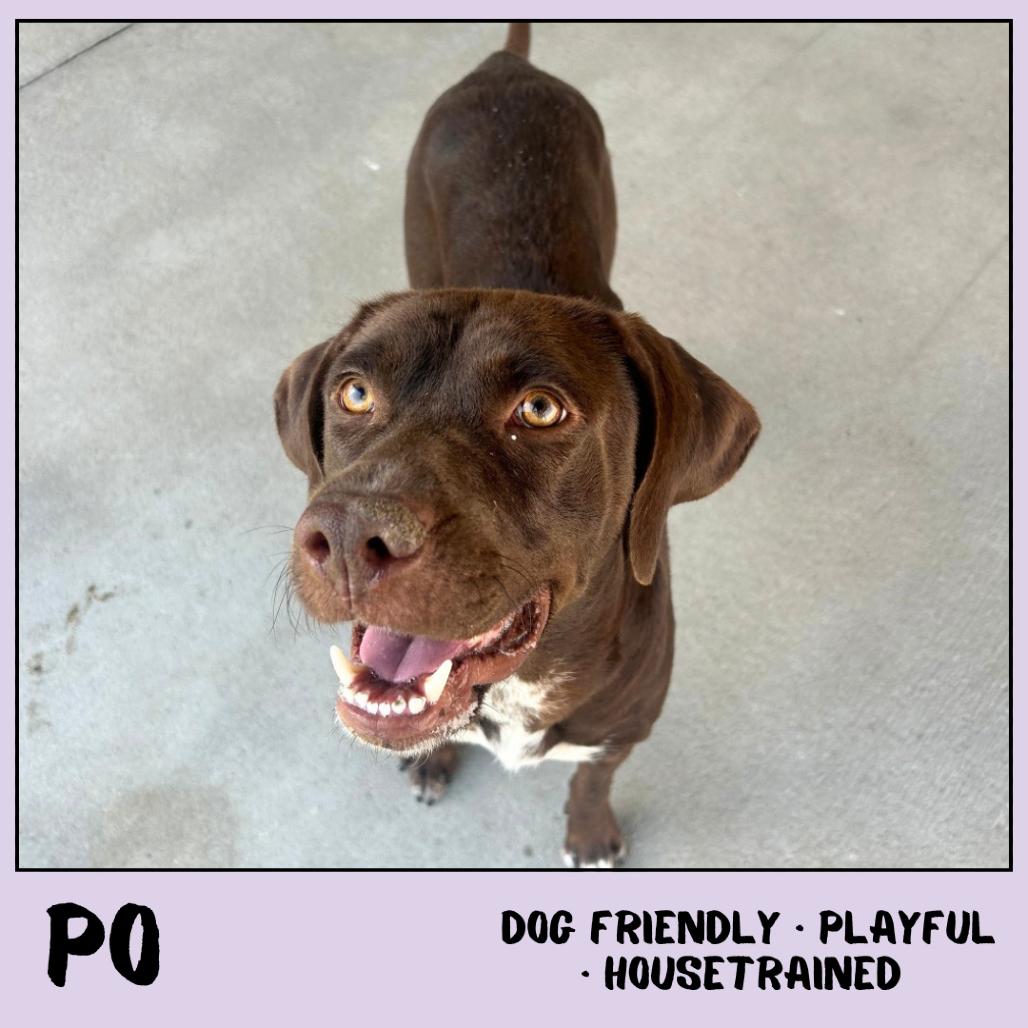 Enlarge Po, a Adoptable Mixed Breed in Emporia, KS image 1/5