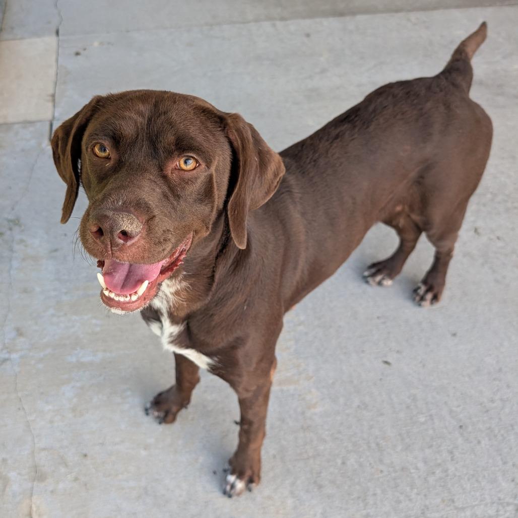 Enlarge Po, a Adoptable Mixed Breed in Emporia, KS image 1/3