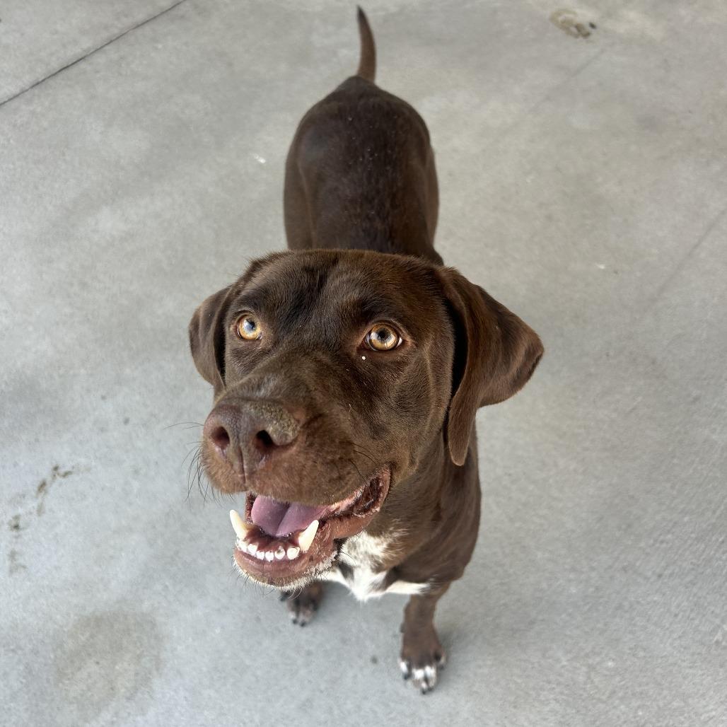 Po, a Adoptable Mixed Breed in Emporia, KS image 2/5