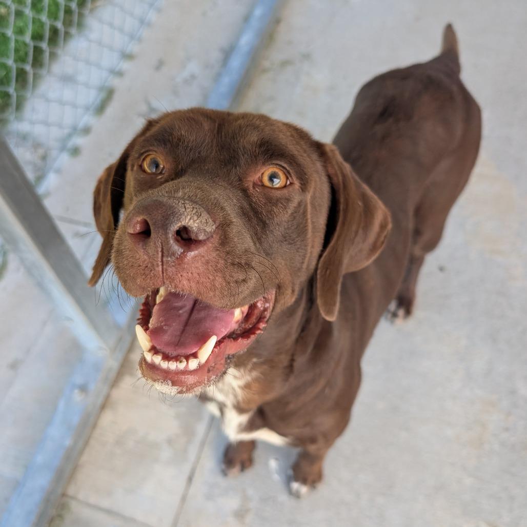 Enlarge Po, a Adoptable Mixed Breed in Emporia, KS image 2/3
