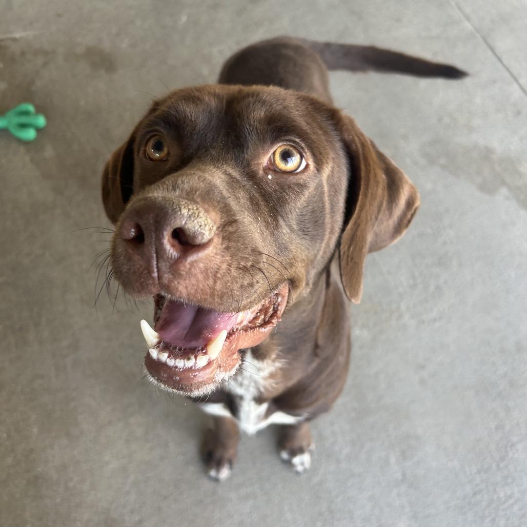 Po, a Adoptable Mixed Breed in Emporia, KS image 4/5