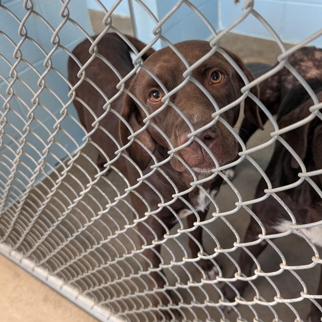 Enlarge Po, a Adoptable Mixed Breed in Emporia, KS image 3/3