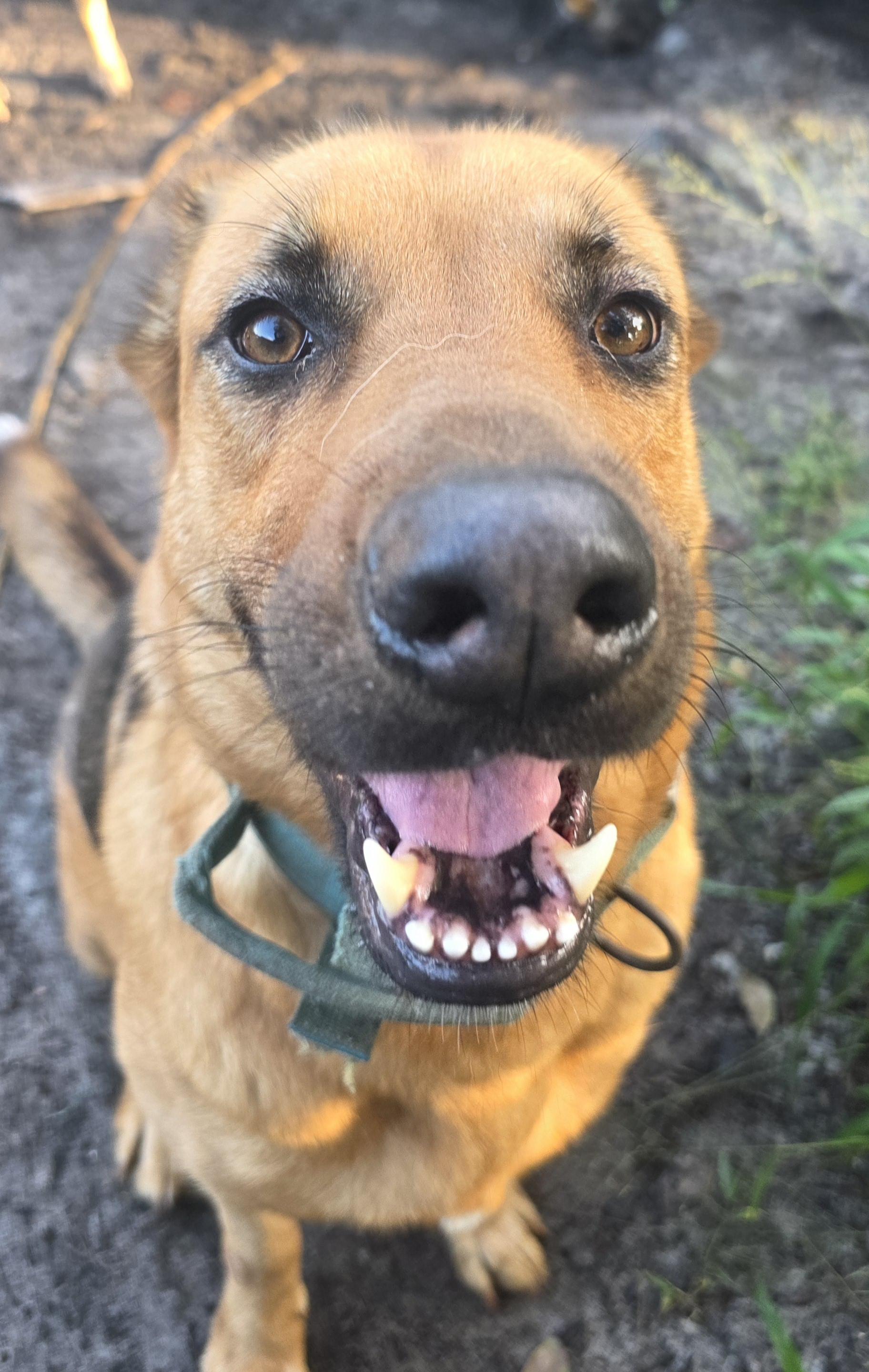 Kai, a Adoptable mixed breed in Boca Raton, FL image 4/6