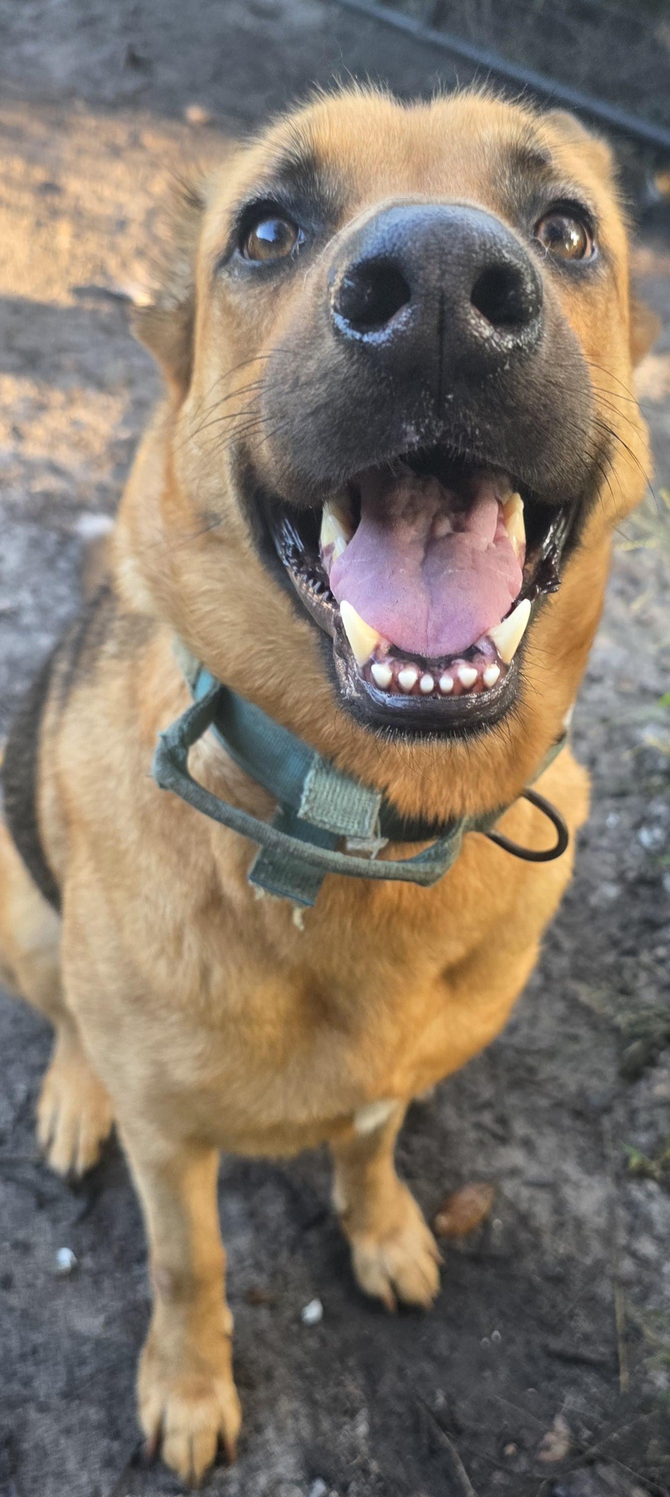 Kai, a Adoptable mixed breed in Boca Raton, FL image 5/6